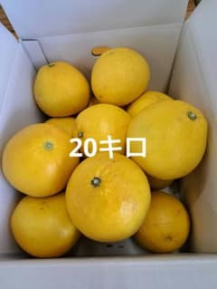 地元果物屋おすすめ高知宿毛産土佐文旦3Lサイズ20キロ【メルカリ便送込