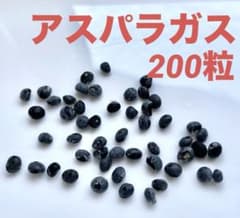 アスパラガス　種　200粒　青森県産　無農薬のサムネイル