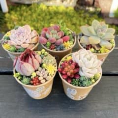 メルカリ便♫多肉植物寄せ植え♫そのまま飾れる♫わんちゃんクリスマスセット そのまま飾れる♫ ワンちゃん缶多肉寄せ植え - メルカリ