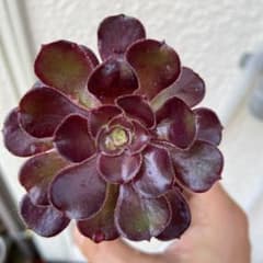 黒法師　ポットごと発送　多肉植物のサムネイル