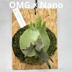 P. willinckii OMG × Nano Mix (spore)【16】 - メルカリ