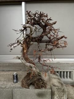 柏 山木 盆栽 枯木 幹肌 盆景 観賞用 創作タヌキに 柏山木盆栽枯木幹肌盆景観賞用創作タヌキに|mercariメルカリ官方指定