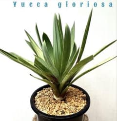 Yucca gloriosa 