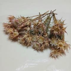 セルリア ドライフラワー ネイティブフラワー 花材 9本 インテリア