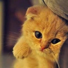 ほの♡まな様専用ページのサムネイル