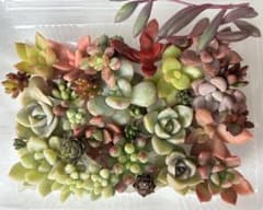 多肉植物寄せ植えセット•カット苗のサムネイル