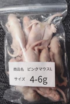 送料無料 冷凍ピンクマウスL50匹 - メルカリ