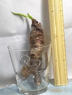 【無農薬　沖縄県産】クワズイモ　抜き苗　⑦のサムネイル