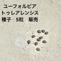 新鮮 ユーフォルビア トゥレアレンシス 種子 5粒 販売 自家採取のサムネイル