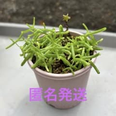 多肉植物のサムネイル