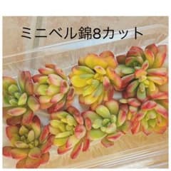 ミニベル錦8カット カット苗 多肉植物 斑入り 寄せ植えや多肉丼 - メルカリ