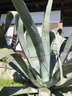 アガベのサムネイル