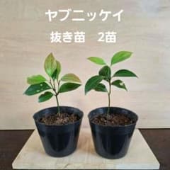 ヤブニッケイ 抜き苗 2苗 アオスジアゲハの食草 和ハーブ - メルカリ