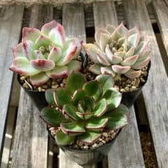 多肉植物 おらいさん ミックスベリア セット 5のサムネイル