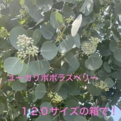 ユーカリ ポポラスベリー フレッシュ120サイズの箱でお届けのサムネイル