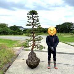 赤松『全長240cm』引き取り限定。配達も可能。配達の場合、植込み無料のサムネイル