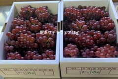 【訳あり】山形県産デラウェア4kg前後(箱抜きの重さ)（2kg×2箱）のサムネイル