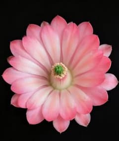 明蝦 超人気花サボテン エキノケレウス属 カキコ 大きめ 発根済 - メルカリ