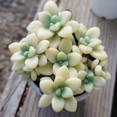 多肉植物 エレン錦(季節斑タイプ) カット苗 - メルカリ