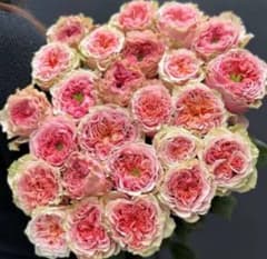 バラ苗　切りバラ苗　Sweet Ey♡s Rose 苗 バラ苗 切りバラ苗 Sweet Ey♡s Rose 苗 【公式通販】