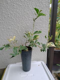 ☀【仏手柑斑入取木苗】 特価出品いたします 取木2年生になります綺麗な斑入です。のサムネイル