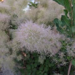 スモークツリー 花穂　短め枝　100サイズのサムネイル