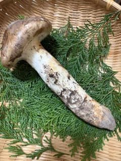 【極上】　国産松茸　　240g 徳島県産 極上】国産松茸240g 徳島県産