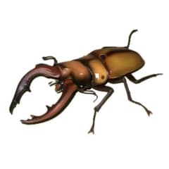 いきもの大図鑑　くわがた12 トカラノコギリクワガタ　2個目だよ！のサムネイル