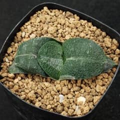 ガステリア　臥牛白斑　多肉植物260606のサムネイル