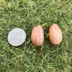 ジャンボ落花生の種　30粒＋おまけのサムネイル