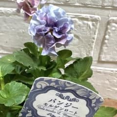 J可愛い♡パンジー♡モルゲンロート♡遊花♡3号♡ポットごと宅急便