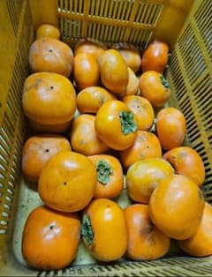 平種無し柿(２級品)７.５キロ～のサムネイル