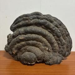 さるのこしかけ　置物　骨董品　特大 さるのこしかけ 置物 骨董品 特大 | Mercari