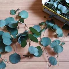 ユーカリポポラスのサムネイル