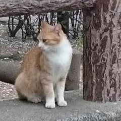 みよちゃん様専用のサムネイル