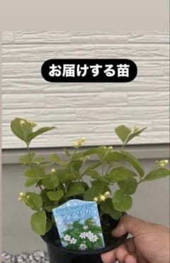 マツリカ ジャスミンのサムネイル