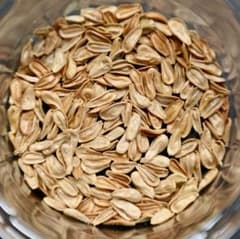 【自家採取】発芽確認15粒 パキポディウム ウィンゾリー windsorii 自家採取】 発芽確認 5粒 パキポディウム ウィンゾリー windsorii