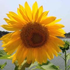 返金用のサムネイル