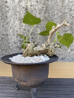 オオハマボウ 大浜朴 沖縄盆栽•素材 自然樹形 常緑高木のサムネイル