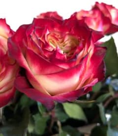 バラ苗(かなり小さめ)　切り花種　◯ 宅急便60サイズで発送いたしますのサムネイル