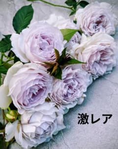 激レアバラ苗　　シルバーグレーの切り花　　入手困難 激レアバラ苗 超入手困難な海外種 シルバーグレー 四季咲き - メルカリ
