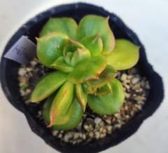 多肉植物　アガバーソンのサムネイル