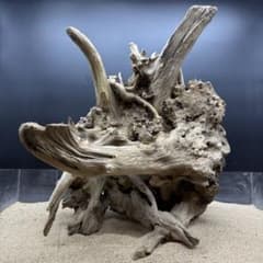 MJW-7216 「特大」ジンジャーウッド 1点物 天然流木 アクアリウム