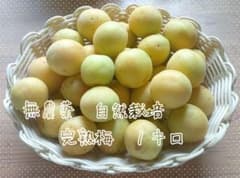 完熟梅 １キロ 無農薬栽培 自然栽培のサムネイル