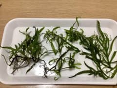 【訳あり特価】　自家栽培　ミクロソリウム　トライデント　オマケ付きのサムネイル