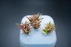 あ*い様 Euphorbia schoenlandii 