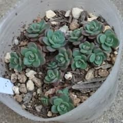 多肉植物 赤葉日高ミセバヤ 抜き苗 - メルカリ