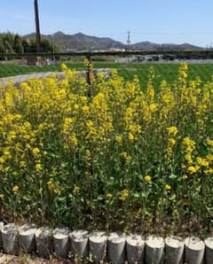 菜の花　15gのサムネイル