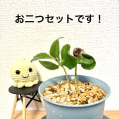 限定価格！【コーヒーの木・アラビカ実生苗15】葉がおしゃれ！一緒に休みましょうのサムネイル