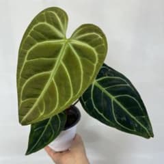 アンスリウム レガレ✨葉長約40cm✨大迫力‼️鉢ごと らくらくメルカリ発送‼️ Q505 Anthurium regale アンスリウム レガレ - メルカリ